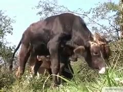 He toyed with the dick of a cow till it jerked away.